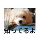 もこもこモコ丸1（個別スタンプ：8）