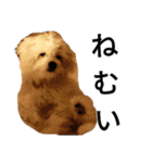 もこもこモコ丸1（個別スタンプ：10）