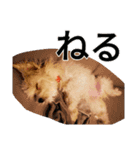 もこもこモコ丸1（個別スタンプ：12）