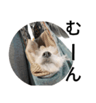 もこもこモコ丸1（個別スタンプ：13）