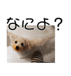もこもこモコ丸1（個別スタンプ：14）
