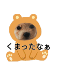 もこもこモコ丸1（個別スタンプ：15）