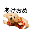 もこもこモコ丸1（個別スタンプ：16）