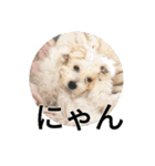 もこもこモコ丸1（個別スタンプ：17）