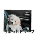 もこもこモコ丸1（個別スタンプ：18）