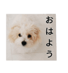 もこもこモコ丸1（個別スタンプ：21）