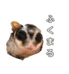 もこもこモコ丸1（個別スタンプ：23）