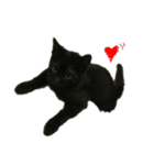 iwsk cats（個別スタンプ：1）