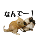 iwsk cats（個別スタンプ：2）
