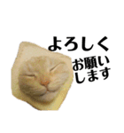 iwsk cats（個別スタンプ：3）