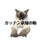 iwsk cats（個別スタンプ：4）