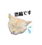 iwsk cats（個別スタンプ：5）