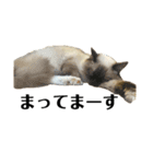 iwsk cats（個別スタンプ：7）