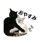 iwsk cats（個別スタンプ：8）