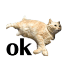 iwsk cats（個別スタンプ：9）