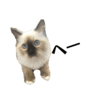 iwsk cats（個別スタンプ：10）