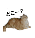 iwsk cats（個別スタンプ：12）