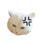 iwsk cats（個別スタンプ：13）
