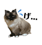 iwsk cats（個別スタンプ：14）
