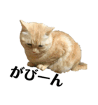 iwsk cats（個別スタンプ：15）