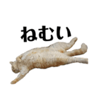 iwsk cats（個別スタンプ：16）