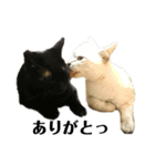 iwsk cats（個別スタンプ：17）