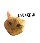 iwsk cats（個別スタンプ：18）