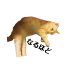 iwsk cats（個別スタンプ：19）