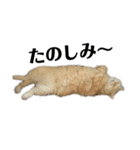 iwsk cats（個別スタンプ：22）