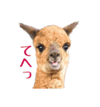 アルパカの写真（個別スタンプ：1）