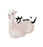 アルパカの写真（個別スタンプ：5）