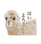 アルパカの写真（個別スタンプ：14）
