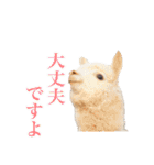 アルパカの写真（個別スタンプ：16）