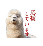 アルパカの写真（個別スタンプ：17）