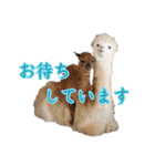 アルパカの写真（個別スタンプ：27）