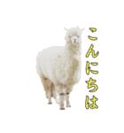 アルパカの写真（個別スタンプ：32）
