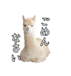 アルパカの写真（個別スタンプ：34）