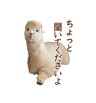 アルパカの写真（個別スタンプ：36）