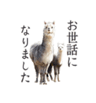 アルパカの写真（個別スタンプ：37）