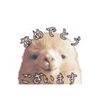 アルパカの写真（個別スタンプ：39）