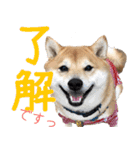 使いやすい！敬語わんこ（個別スタンプ：2）