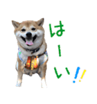 使いやすい！敬語わんこ（個別スタンプ：3）
