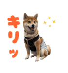 使いやすい！敬語わんこ（個別スタンプ：4）