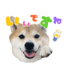 使いやすい！敬語わんこ（個別スタンプ：5）