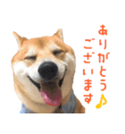 使いやすい！敬語わんこ（個別スタンプ：6）