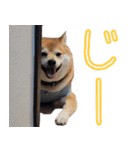使いやすい！敬語わんこ（個別スタンプ：8）