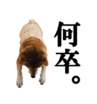 使いやすい！敬語わんこ（個別スタンプ：9）
