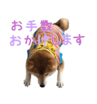 使いやすい！敬語わんこ（個別スタンプ：11）