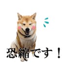 使いやすい！敬語わんこ（個別スタンプ：12）