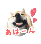 使いやすい！敬語わんこ（個別スタンプ：13）